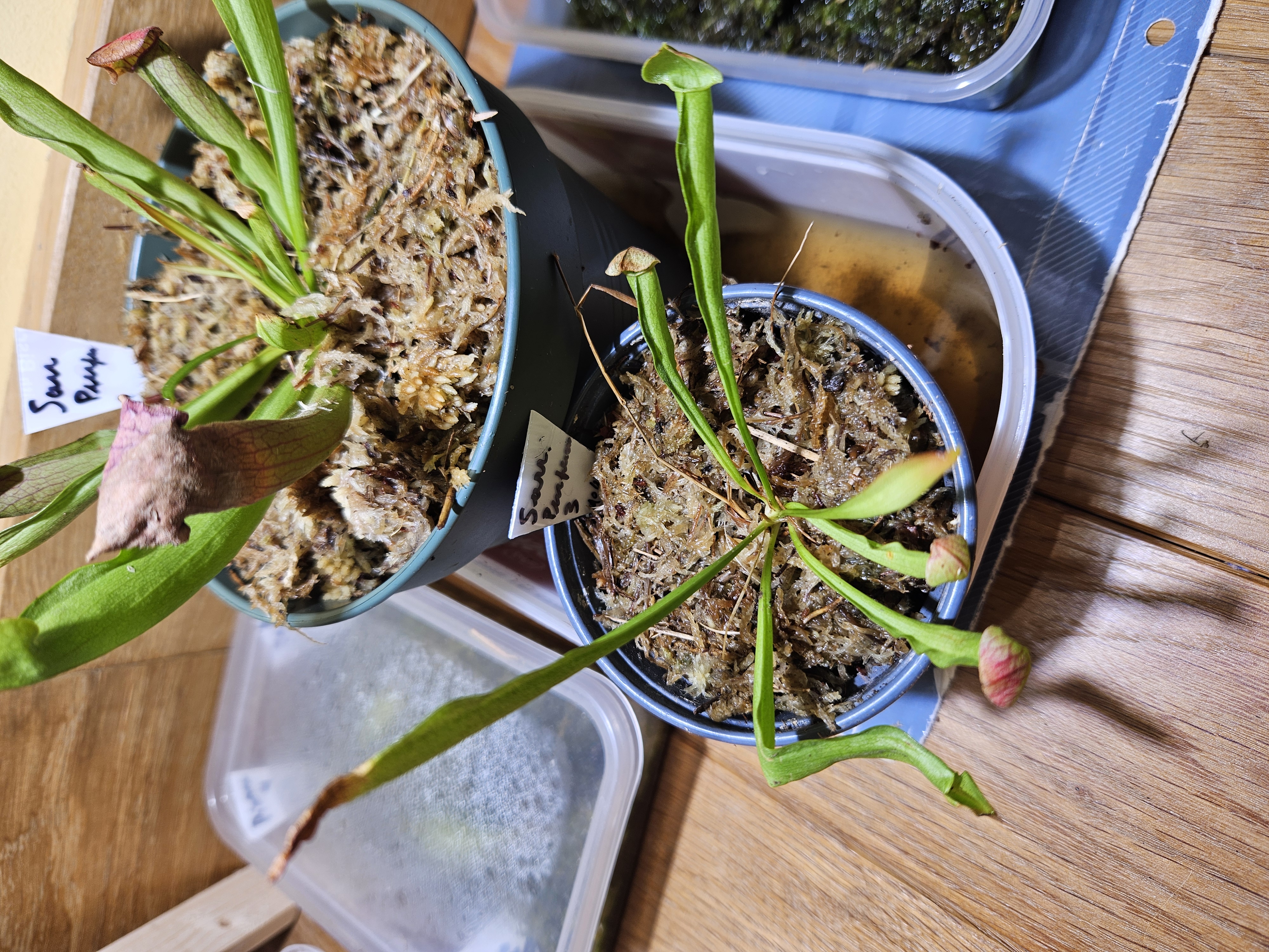 Sarracenia purpurea 3