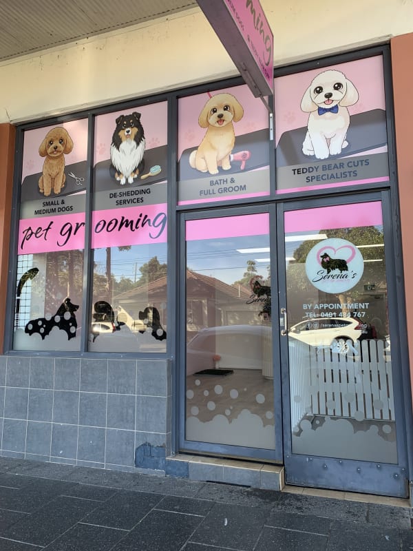 A freshly groomed dog at Serena's Pet Grooming