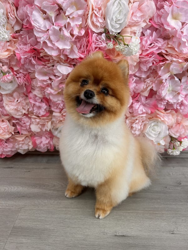 A freshly groomed dog at Serena's Pet Grooming
