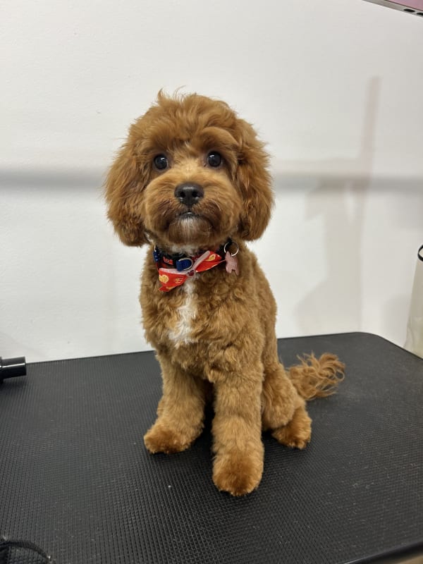 A freshly groomed dog at Serena's Pet Grooming