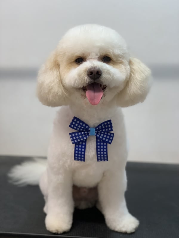 A freshly groomed dog at Serena's Pet Grooming