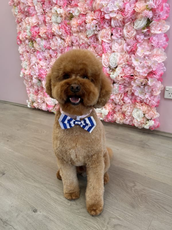 A freshly groomed dog at Serena's Pet Grooming
