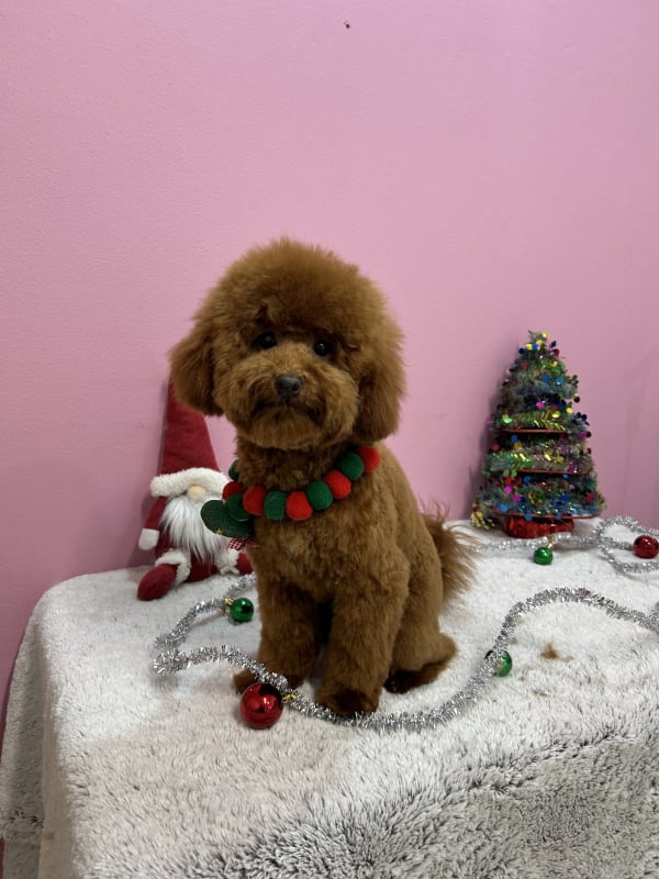 A freshly groomed dog at Serena's Pet Grooming