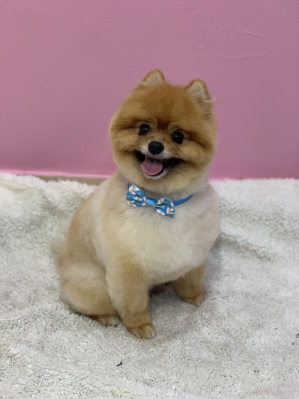 A freshly groomed dog at Serena's Pet Grooming