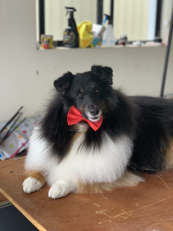 A freshly groomed dog at Serena's Pet Grooming