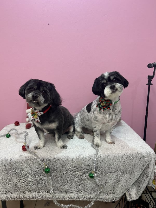 A freshly groomed dog at Serena's Pet Grooming