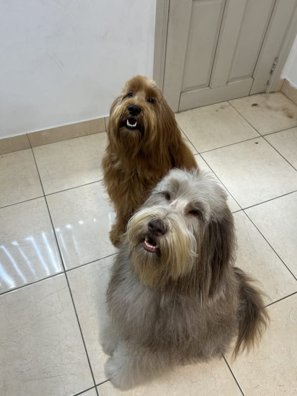 A freshly groomed dog at Serena's Pet Grooming