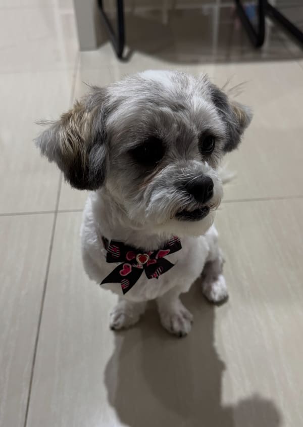 A freshly groomed dog at Serena's Pet Grooming