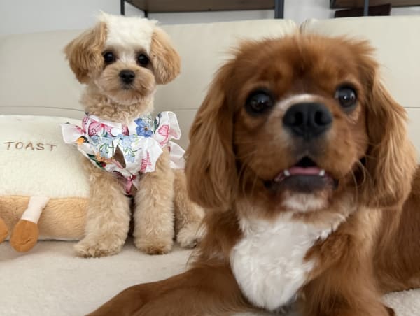 A freshly groomed dog at Serena's Pet Grooming