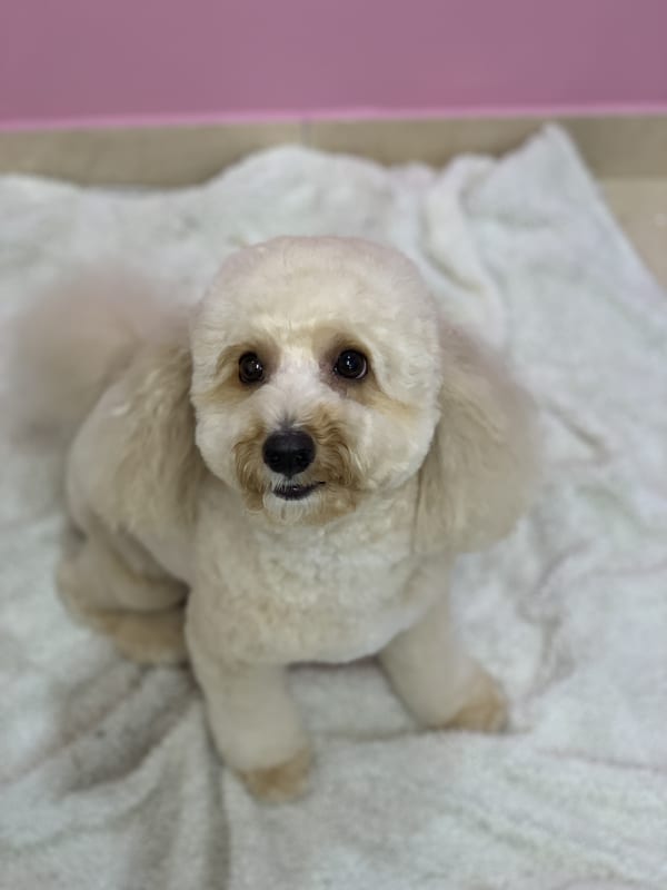 A freshly groomed dog at Serena's Pet Grooming