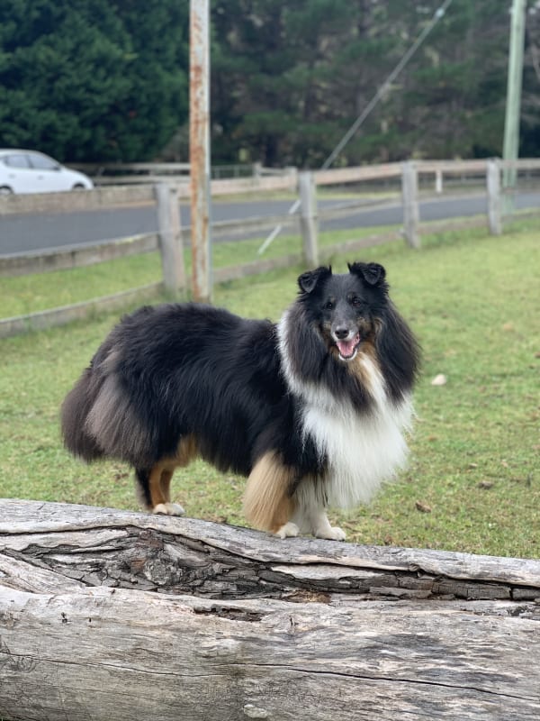 A freshly groomed dog at Serena's Pet Grooming