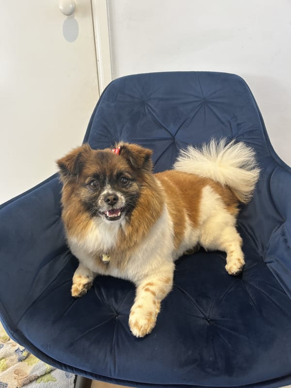 A freshly groomed dog at Serena's Pet Grooming
