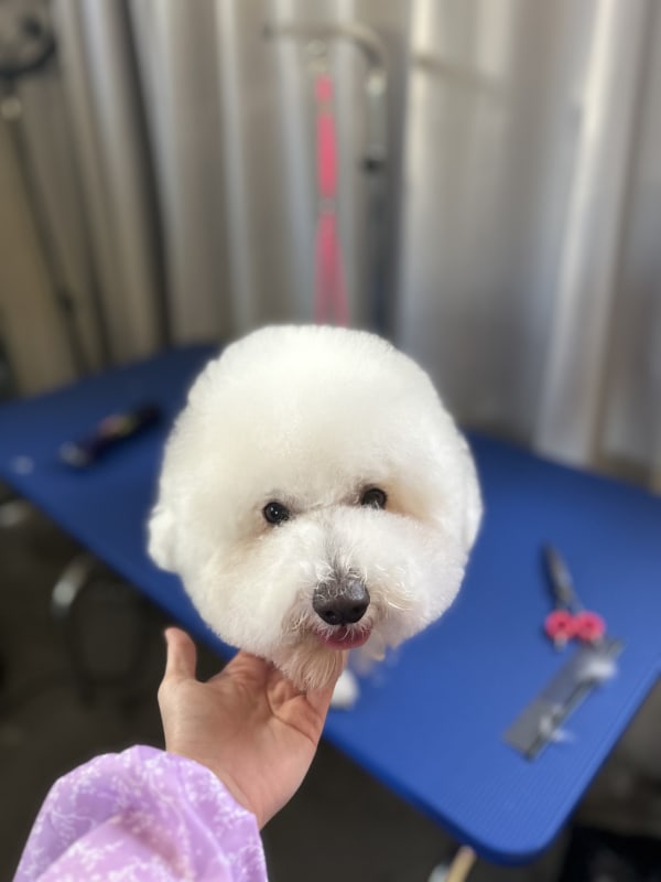A freshly groomed dog at Serena's Pet Grooming