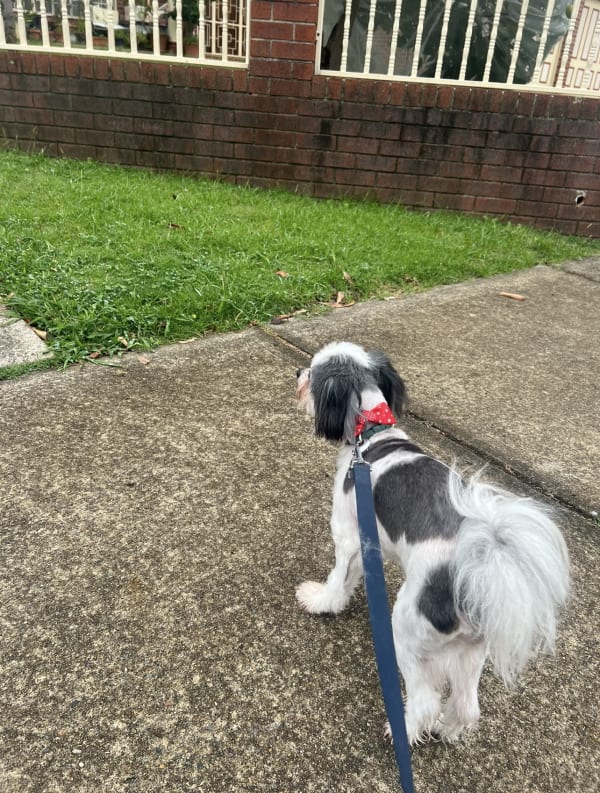 A freshly groomed dog at Serena's Pet Grooming