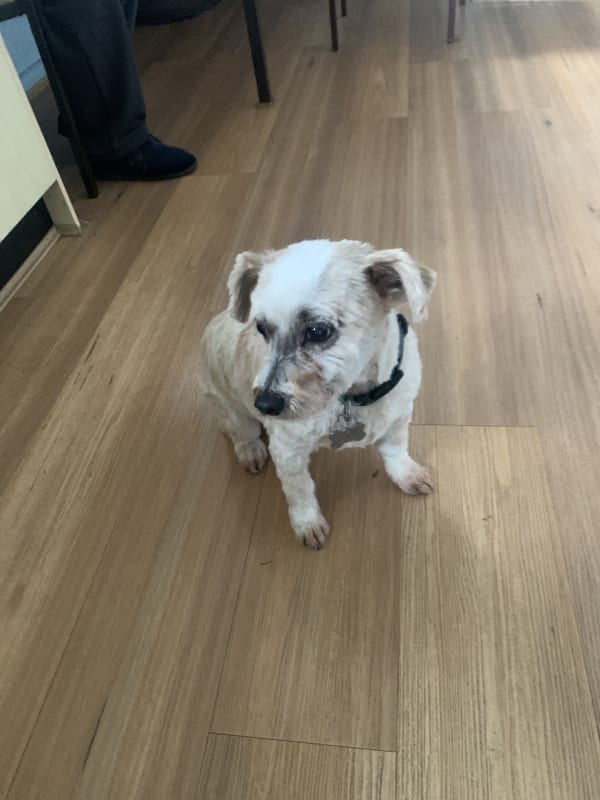 A freshly groomed dog at Serena's Pet Grooming