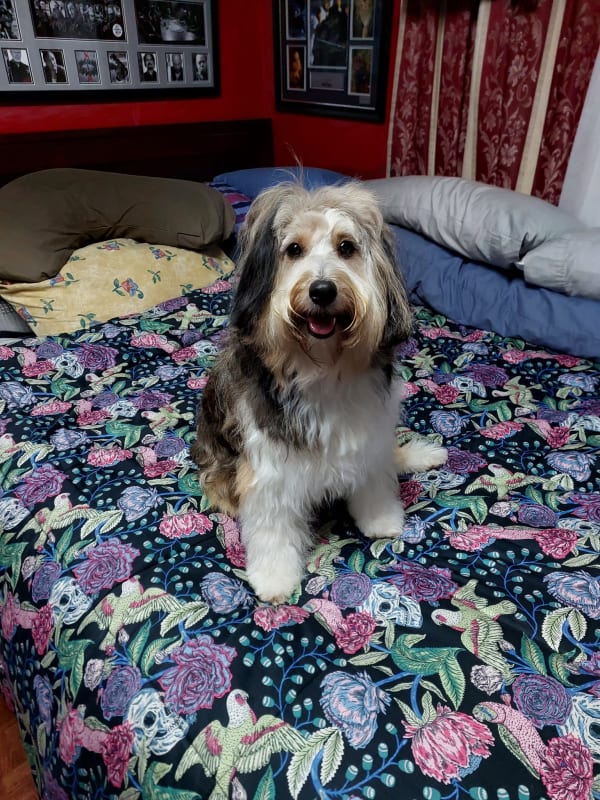 A freshly groomed dog at Serena's Pet Grooming