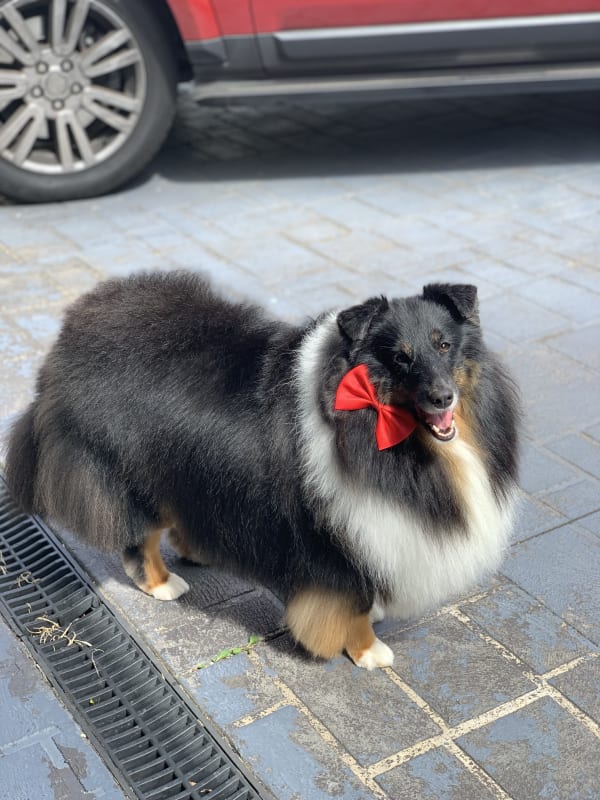 A freshly groomed dog at Serena's Pet Grooming