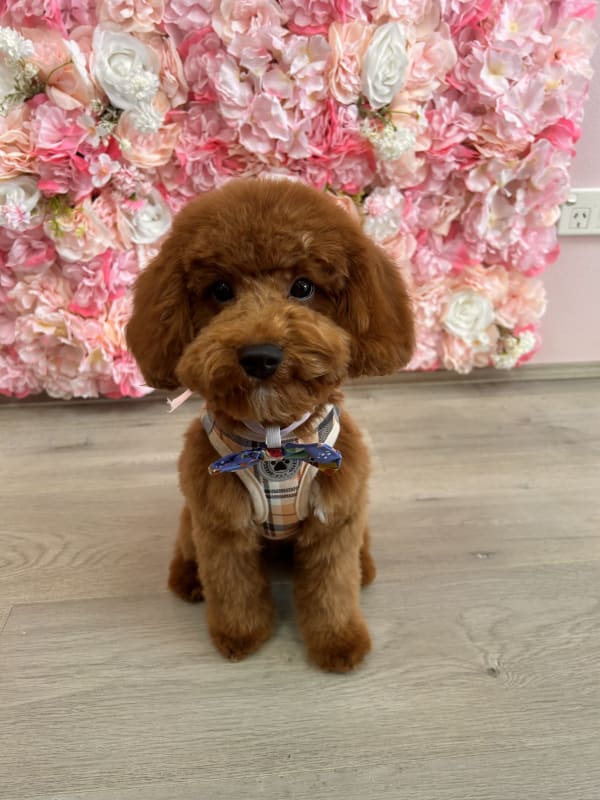 A freshly groomed dog at Serena's Pet Grooming