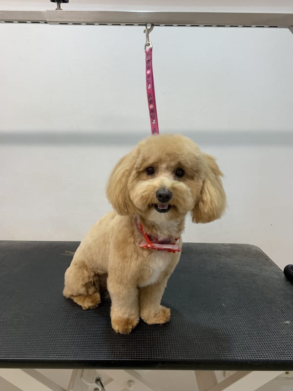 A freshly groomed dog at Serena's Pet Grooming