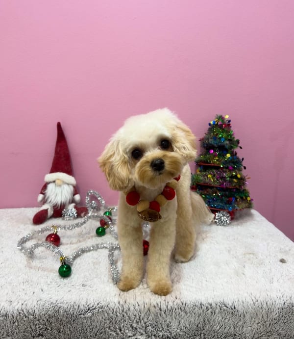 A freshly groomed dog at Serena's Pet Grooming