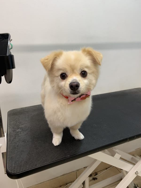 A freshly groomed dog at Serena's Pet Grooming