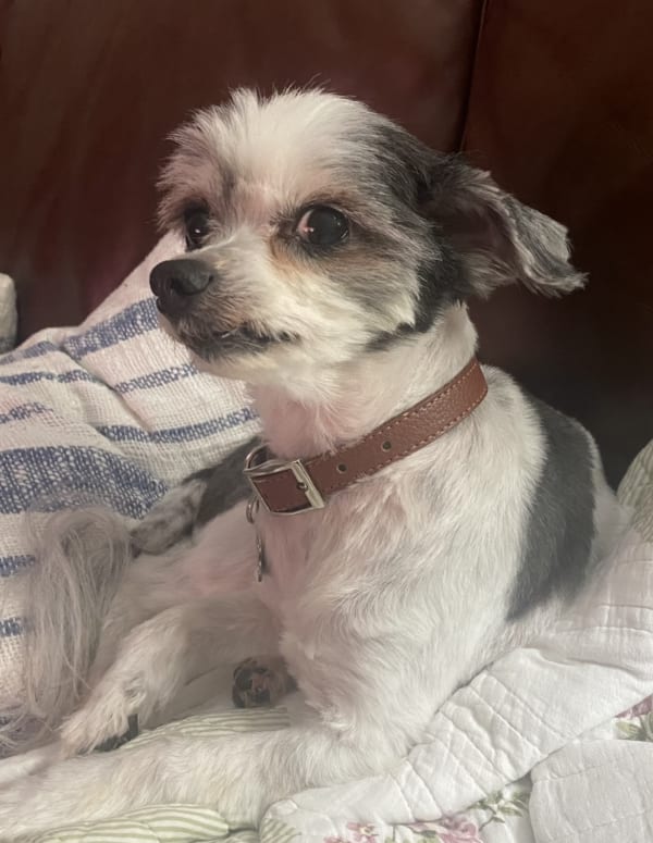 A freshly groomed dog at Serena's Pet Grooming