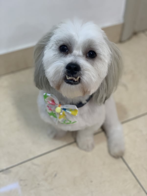 A freshly groomed dog at Serena's Pet Grooming