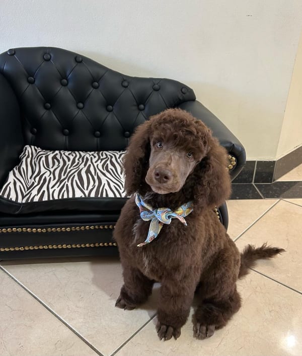 A freshly groomed dog at Serena's Pet Grooming