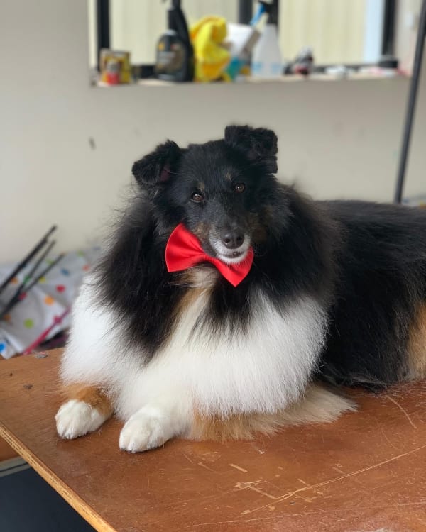 A freshly groomed dog at Serena's Pet Grooming
