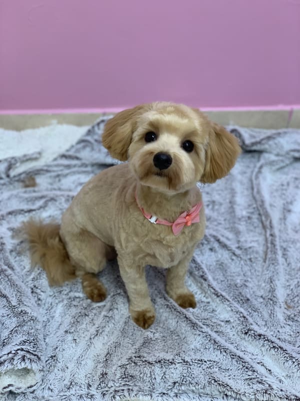 A freshly groomed dog at Serena's Pet Grooming
