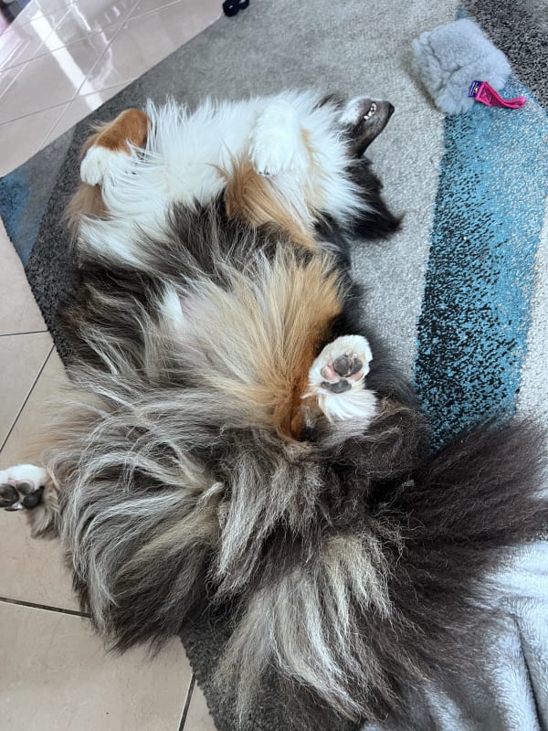 A freshly groomed dog at Serena's Pet Grooming