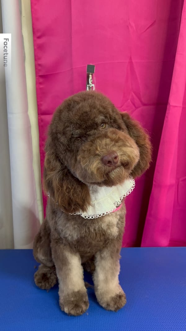 A freshly groomed dog at Serena's Pet Grooming