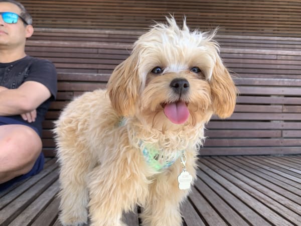 A freshly groomed dog at Serena's Pet Grooming