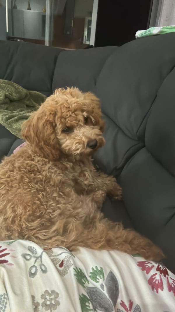 A freshly groomed dog at Serena's Pet Grooming