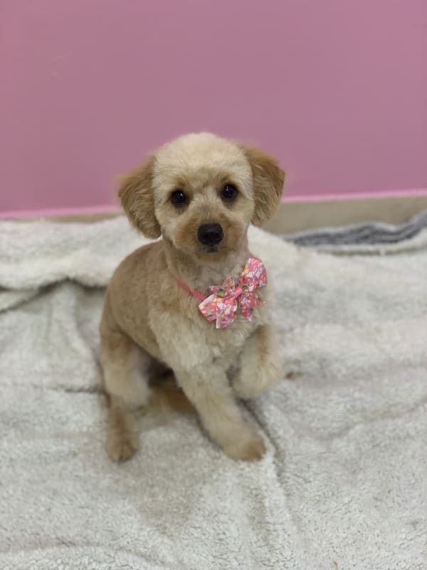 A freshly groomed dog at Serena's Pet Grooming