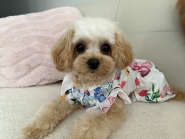 A freshly groomed dog at Serena's Pet Grooming
