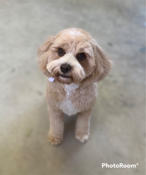 A freshly groomed dog at Serena's Pet Grooming