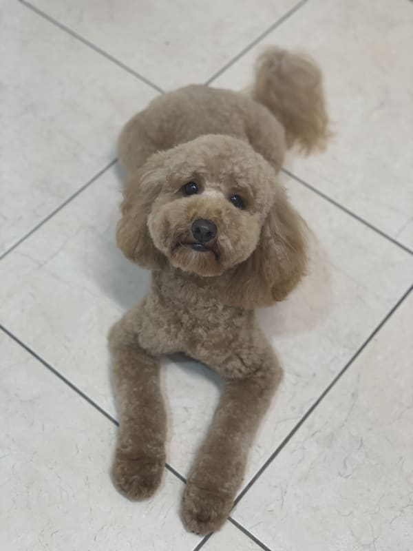 A freshly groomed dog at Serena's Pet Grooming