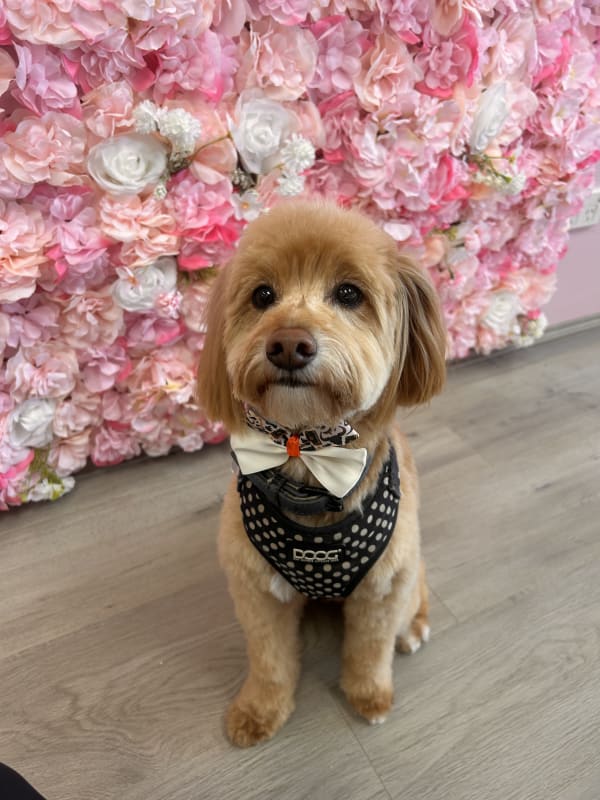 A freshly groomed dog at Serena's Pet Grooming