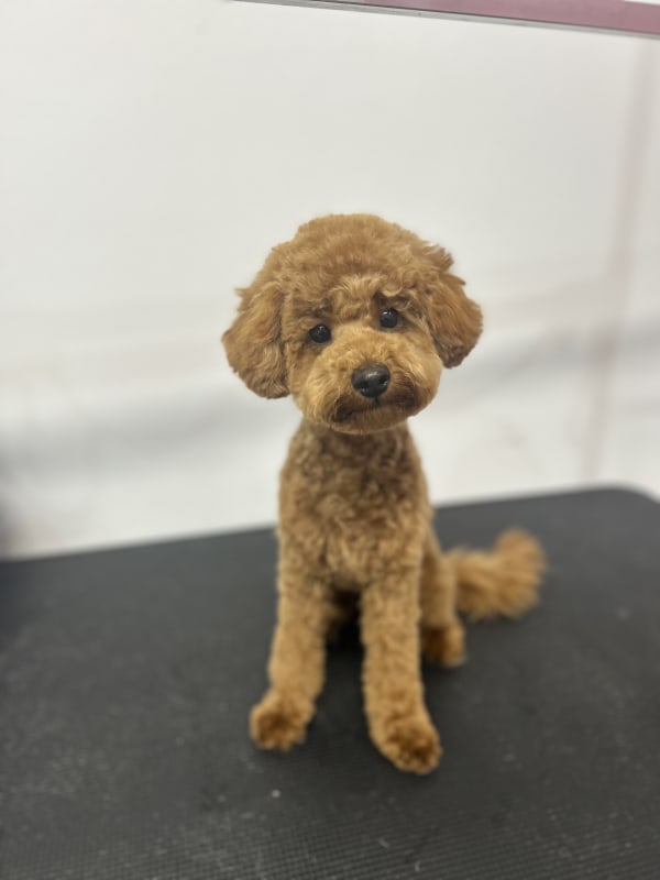A freshly groomed dog at Serena's Pet Grooming