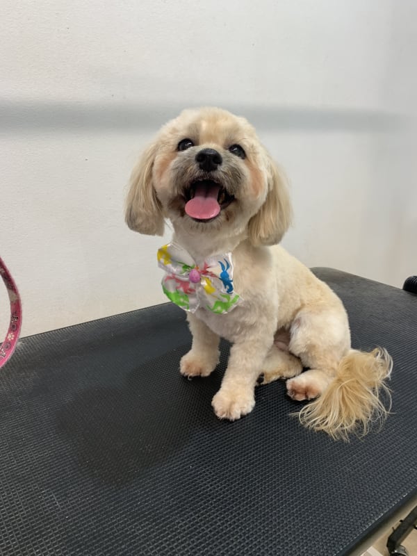 A freshly groomed dog at Serena's Pet Grooming