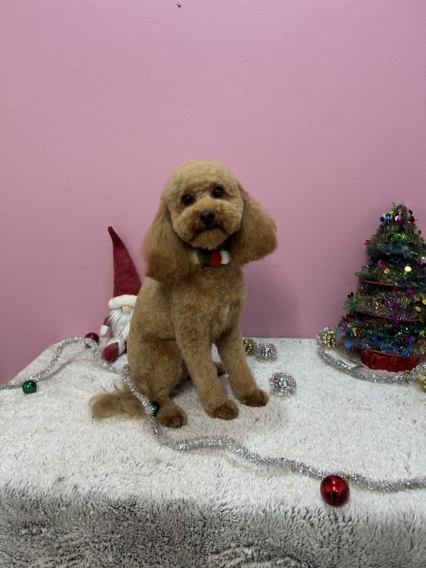 A freshly groomed dog at Serena's Pet Grooming