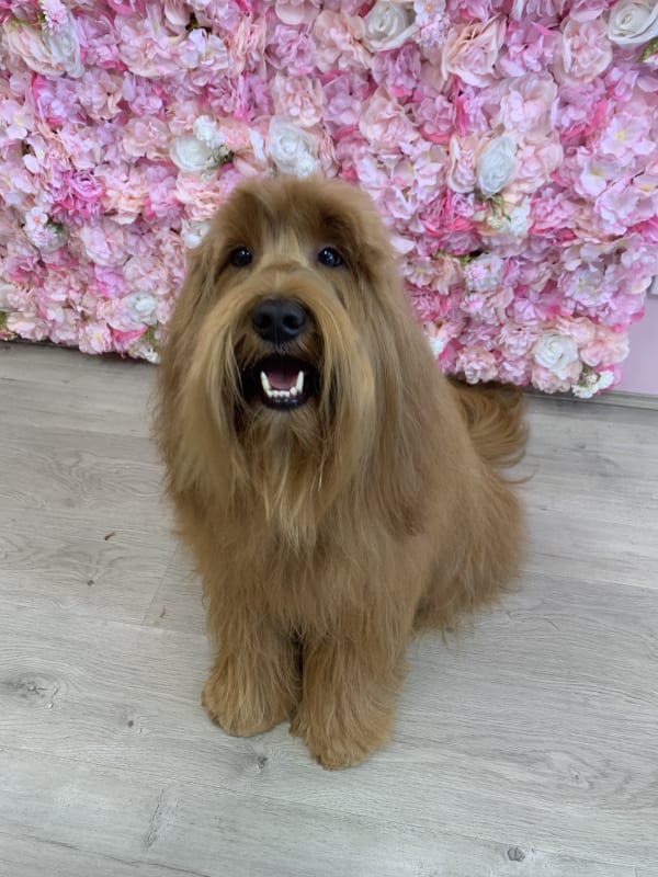 A freshly groomed dog at Serena's Pet Grooming