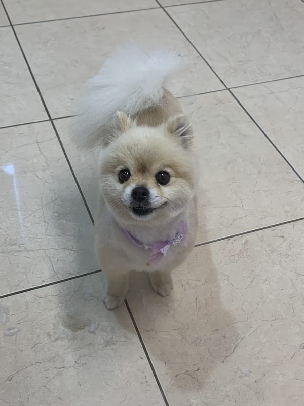 A freshly groomed dog at Serena's Pet Grooming