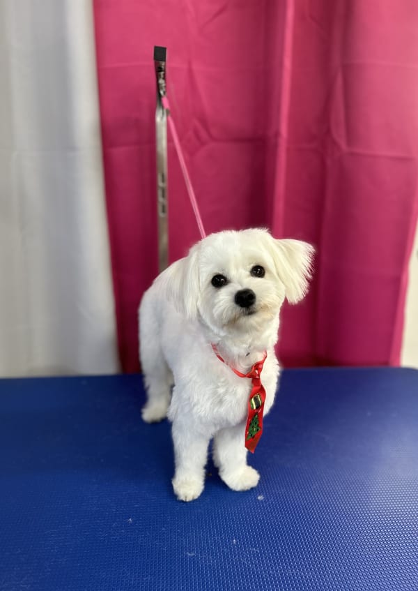 A freshly groomed dog at Serena's Pet Grooming