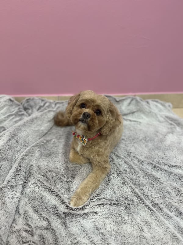 A freshly groomed dog at Serena's Pet Grooming