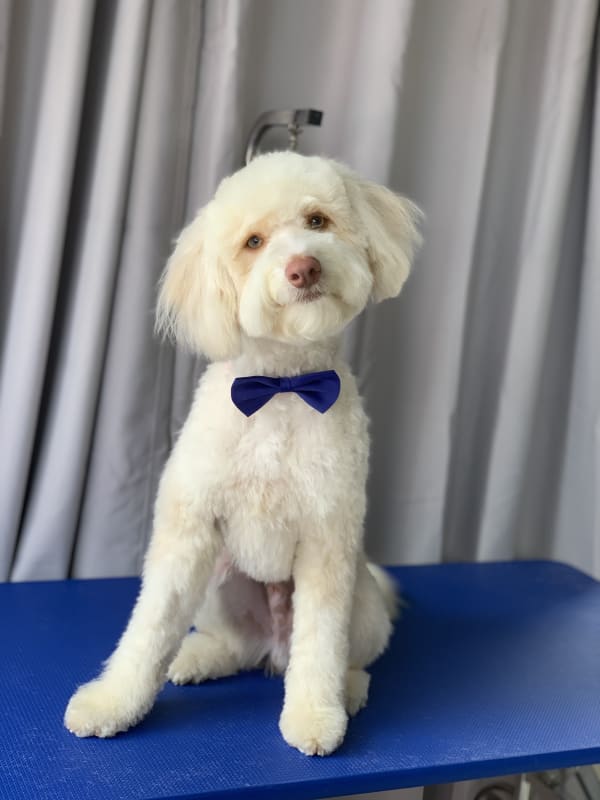 A freshly groomed dog at Serena's Pet Grooming