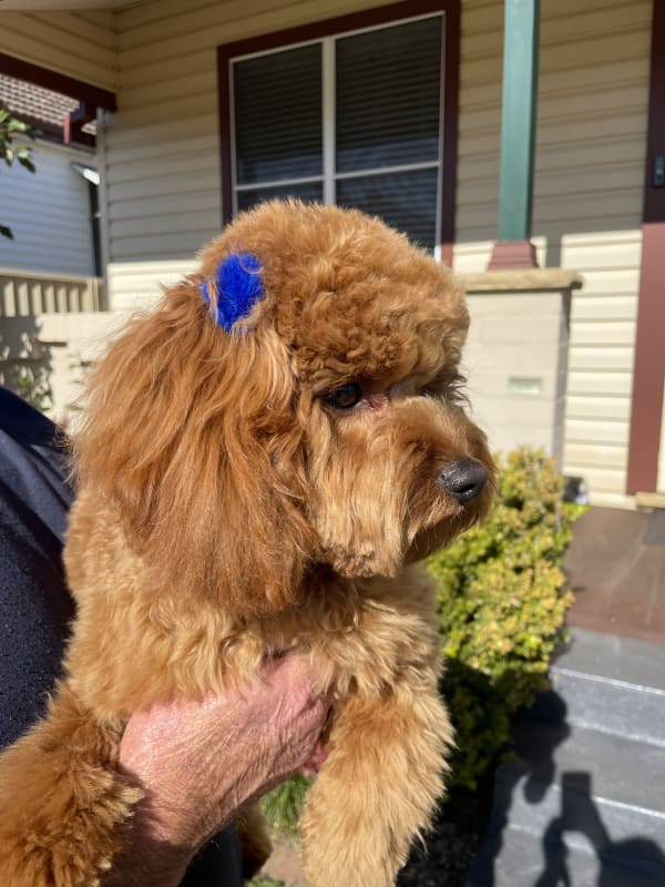 A freshly groomed dog at Serena's Pet Grooming