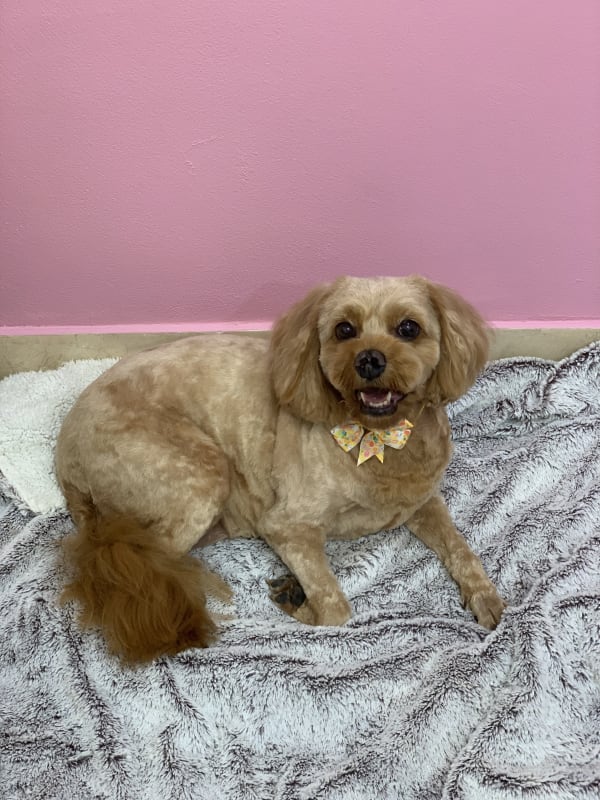 A freshly groomed dog at Serena's Pet Grooming