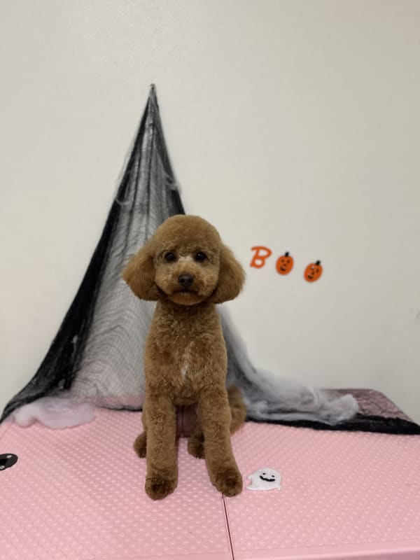 A freshly groomed dog at Serena's Pet Grooming